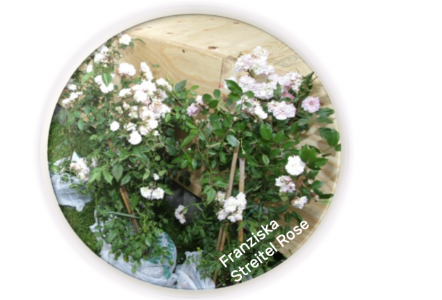 Franziska Streitel Rose